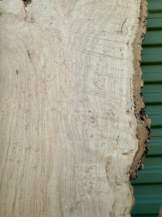 Curly Ash Slabs