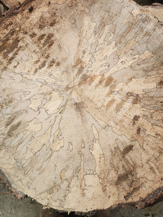 Spalted Sycamore Cookies